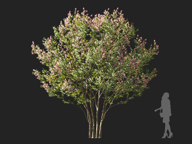 Maxtree - Plant Models Vol.122