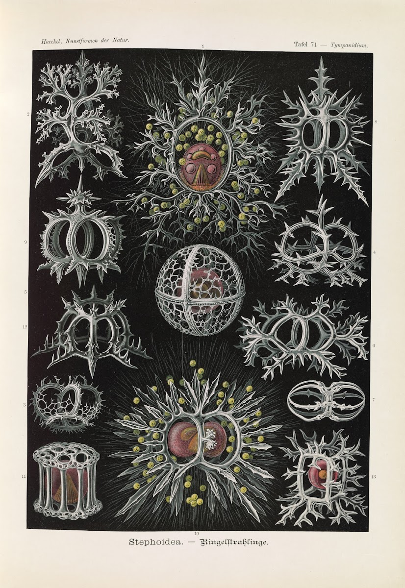 Stephoidea  Ringelstrahlinge 1904