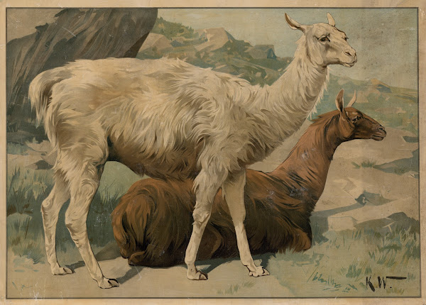 Lama 1895