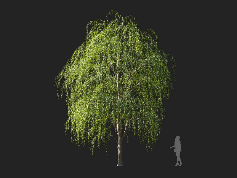 Maxtree - Plant Models Vol.114