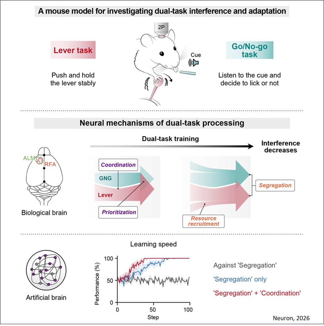 Neural mechanisms of brain multitasking