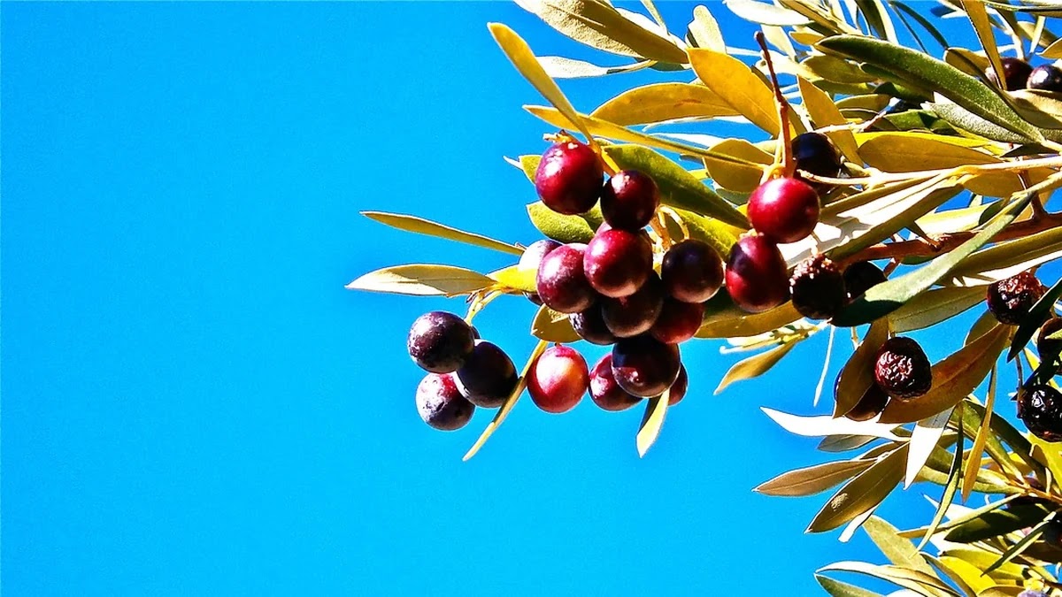 미국 ETF와 한국 ETF 운용보수 비교 기준과 선택법