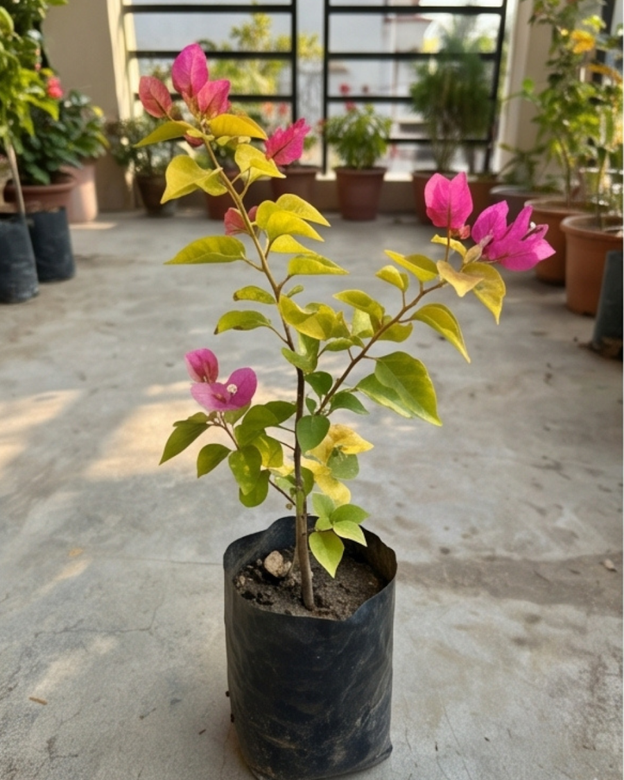 Imported Luminous Bougainvillea Plant — view 3