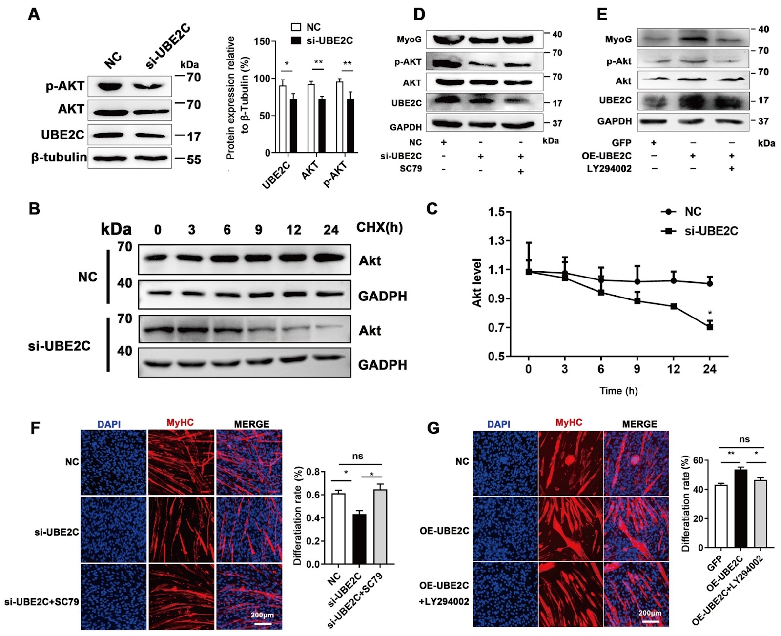 UBE2C promotes myoblast differentiation and skeletal muscle regeneration through the Akt signaling pathway