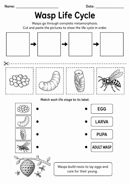 Wasp Life Cycle Worksheet