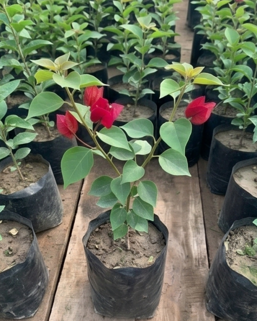 Imported Monalisa Red Bougainvillea Plant — view 3
