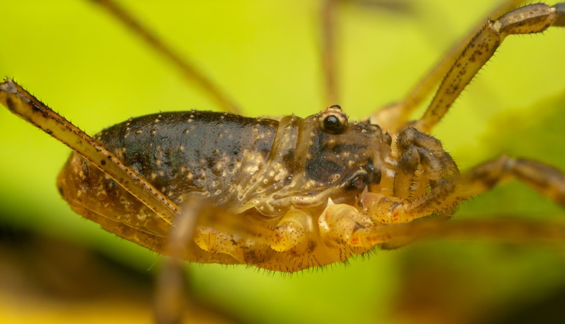 Oligolophus tridens