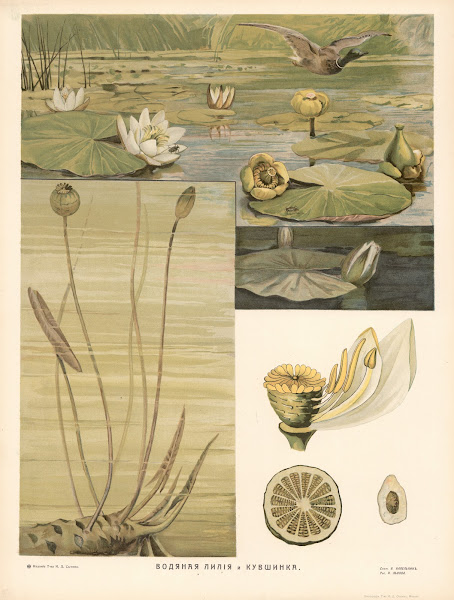 Water lily 1910