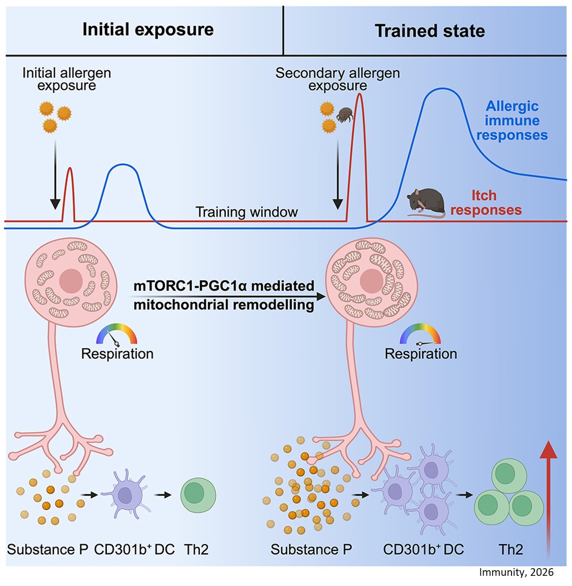 Sensory neuronal mTORC1 kinase signaling establishes neuroimmune memory that initiates allergic immunity