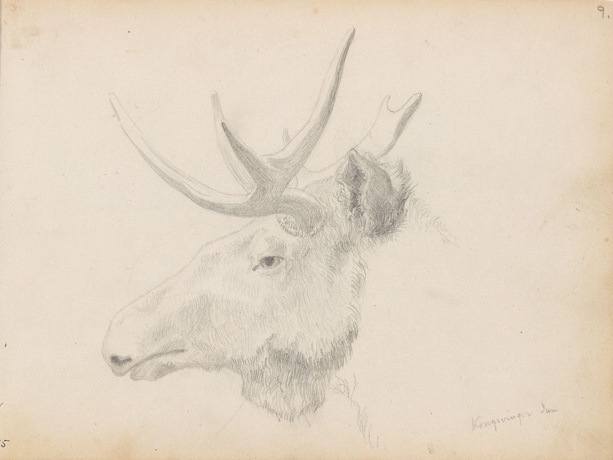 Studie av elghode Kongsvinger 1854
