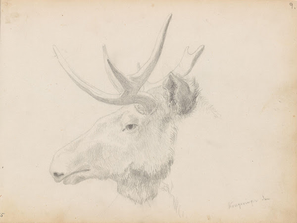 Studie av elghode Kongsvinger 1854