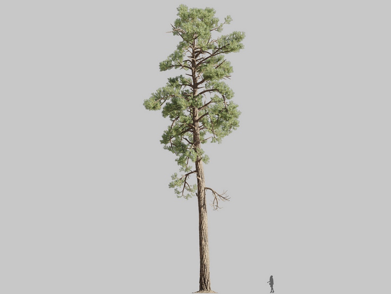 Maxtree - Plant Models Vol.126