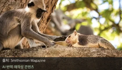 영장류 반려동물 - 원숭이도 반려동물을 키울까? 영장류의 신기한 교감