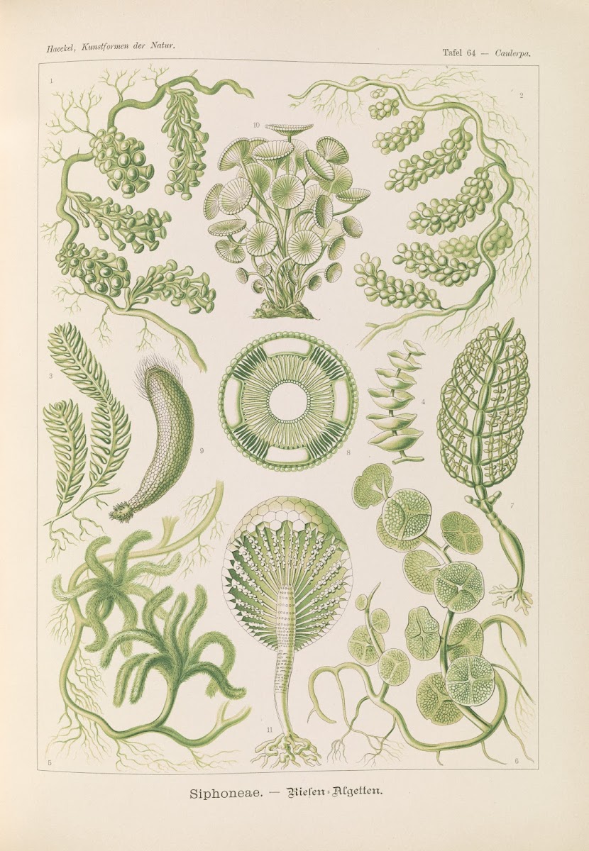 Siphoneae  Riesen Algetten 1904