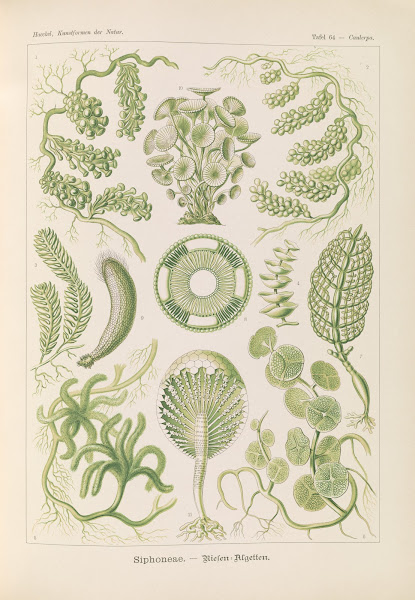 Siphoneae  Riesen Algetten 1904