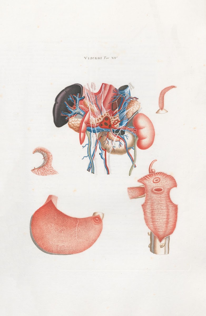 Anatomia Universale Pl33 1833