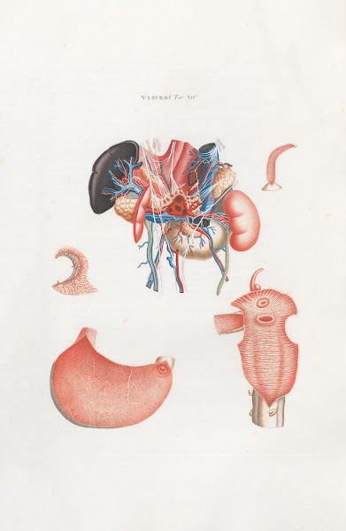 Anatomia Universale Pl33 1833