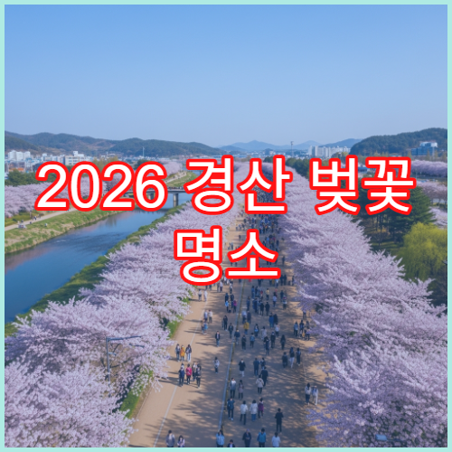 2026 경산 벚꽃 명소 순위 1위 중앙로 평일 오전 방문 꿀시간대