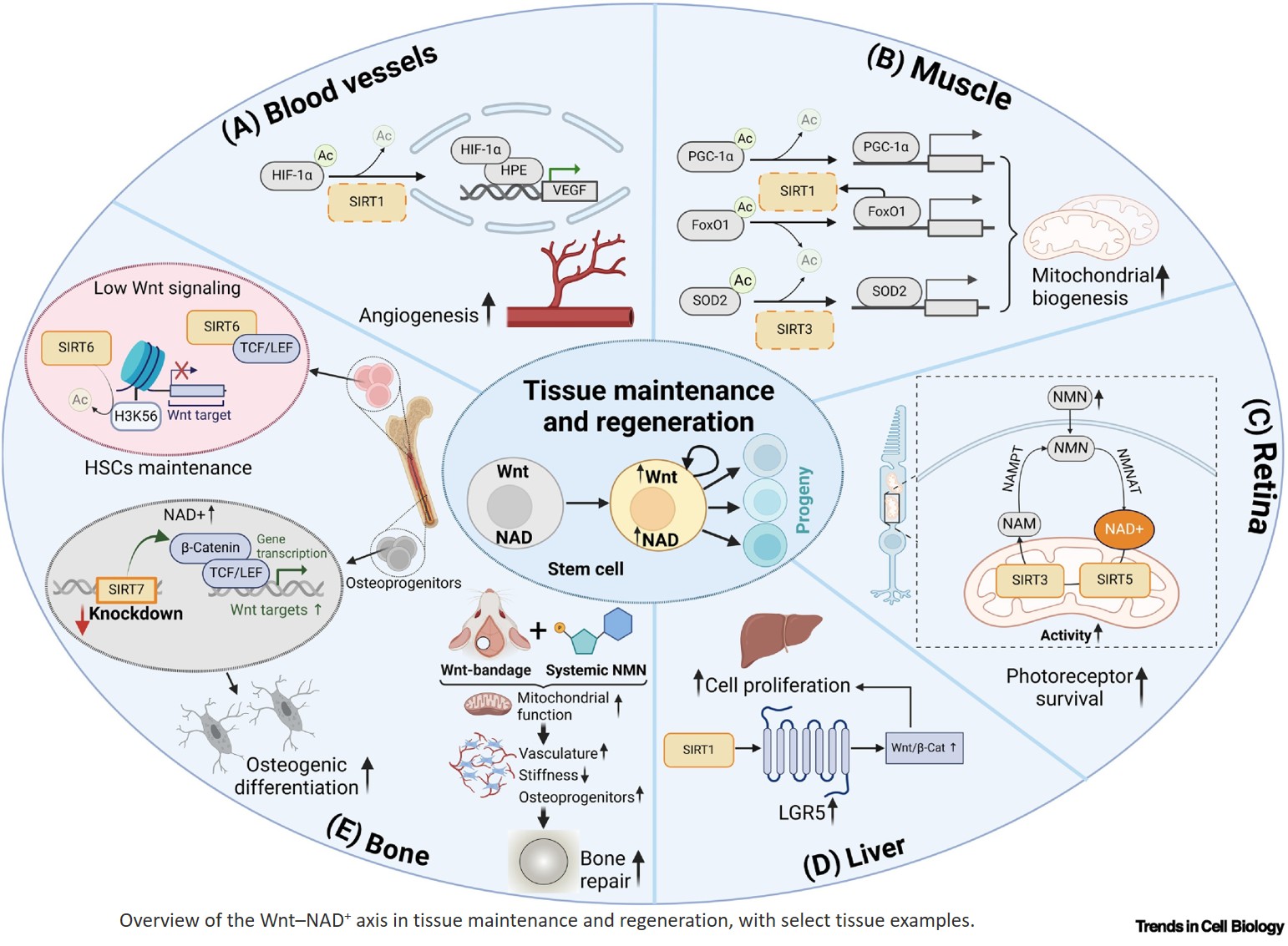 Wnt–NAD+ axis in stem cell function