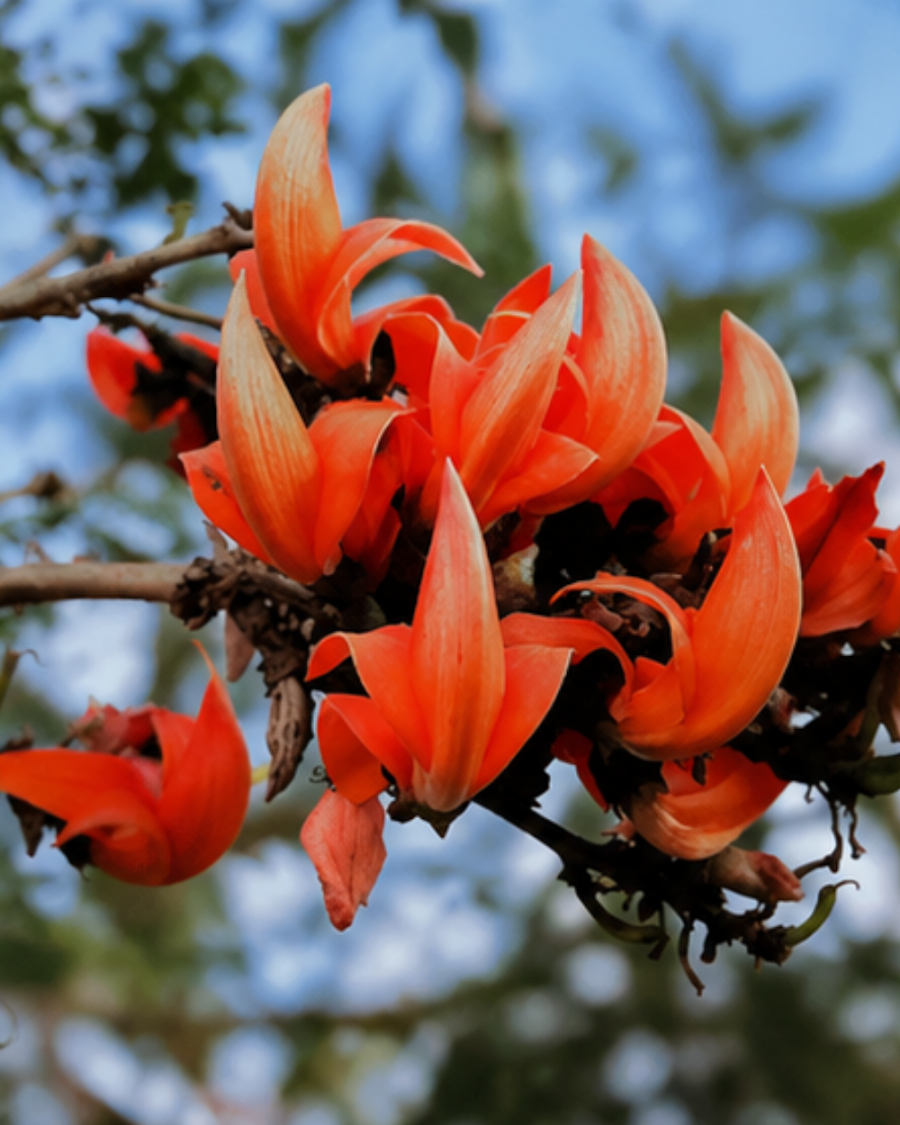 Red Palash Plant — view 4