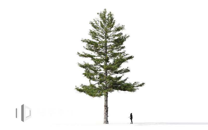 Maxtree - Plant Models Vol.9