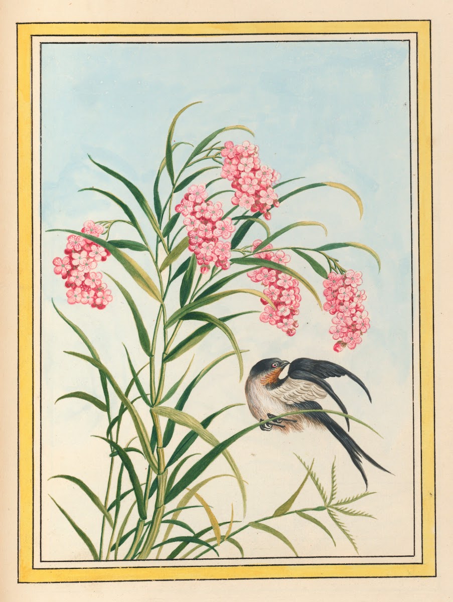 Plantes de Chine Pl081 1776