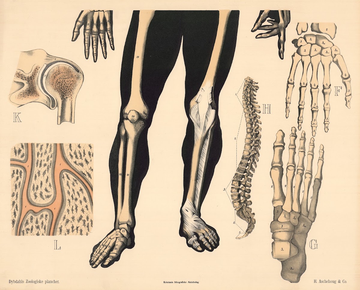 Skelet 1881