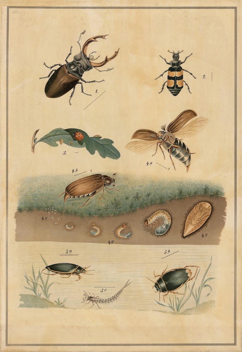 Beetles 1895