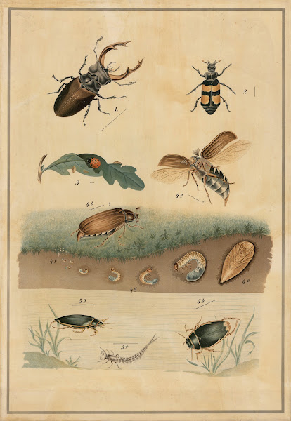 Beetles 1895