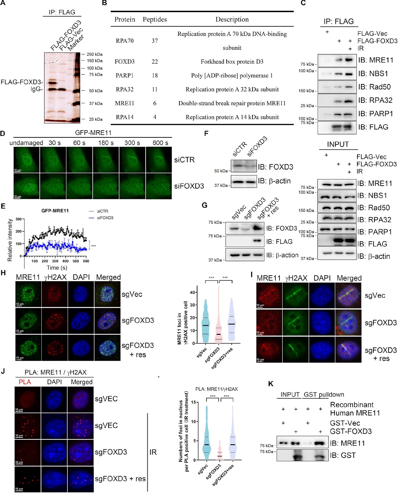 FOXD3 promotes homologous recombination repair and genomic stability by facilitating MRE11-mediated DNA end resection