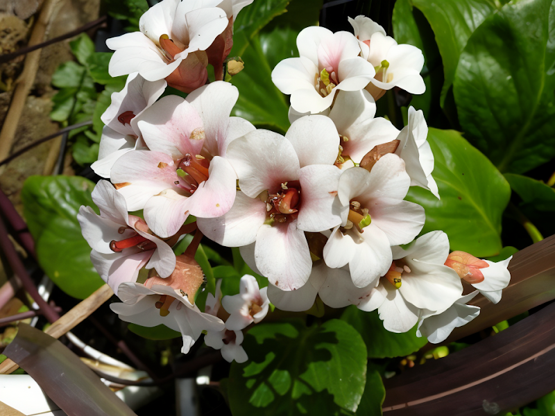 Bergenia cordifolia 'Bressingham White' in fioritura, design da giardino ombroso