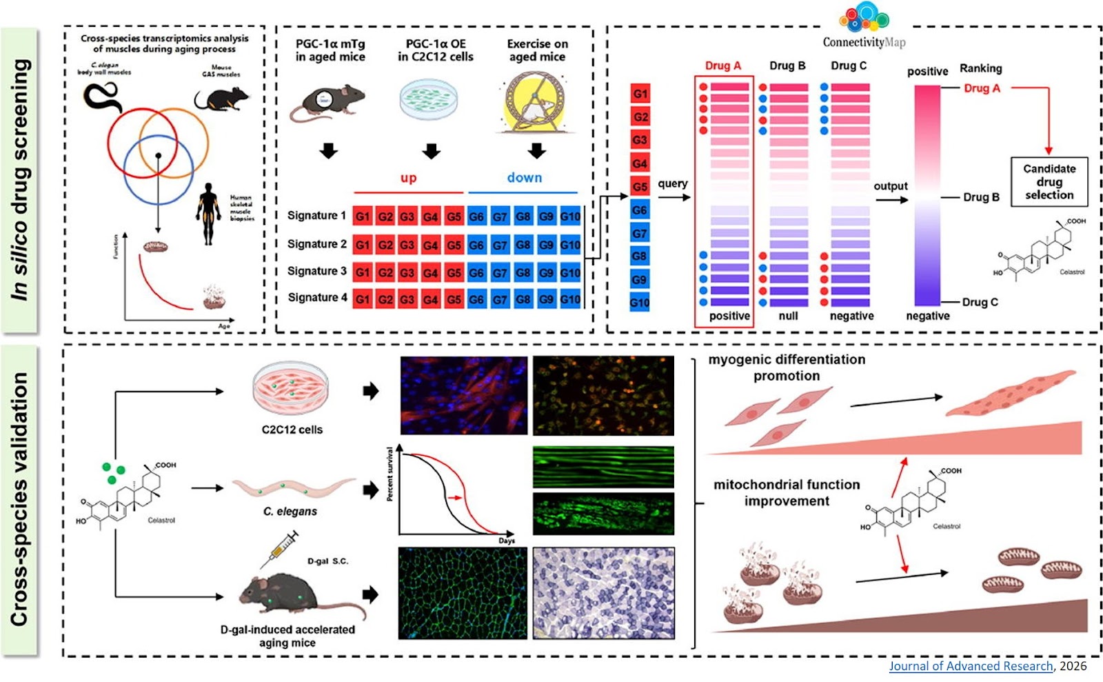 In silico transcriptome-based drug screening identifies celastrol as a multi-species therapeutic agent against aging-related sarcopenia and mitochondrial dysfunction