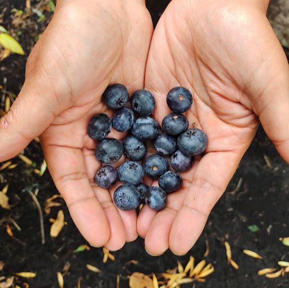 Comprar Arandano jumbo orgánico