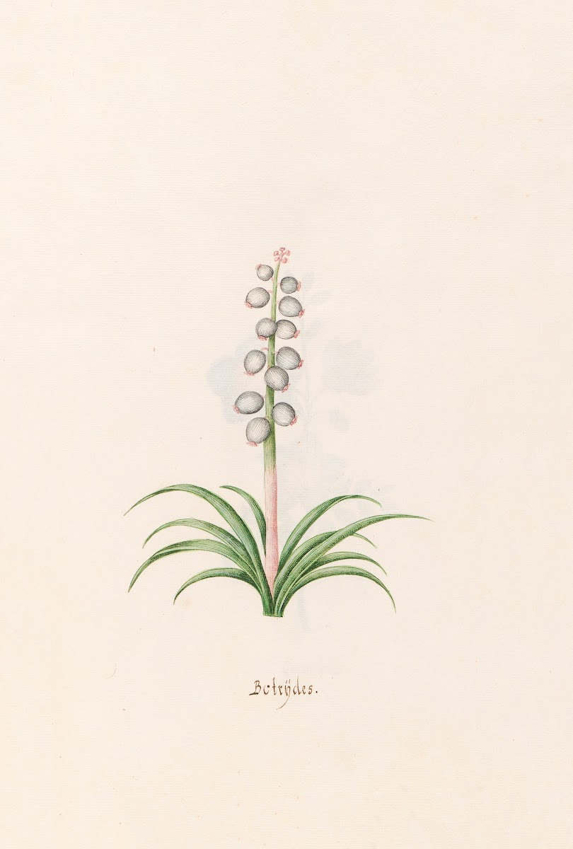 Botrÿdes 1692