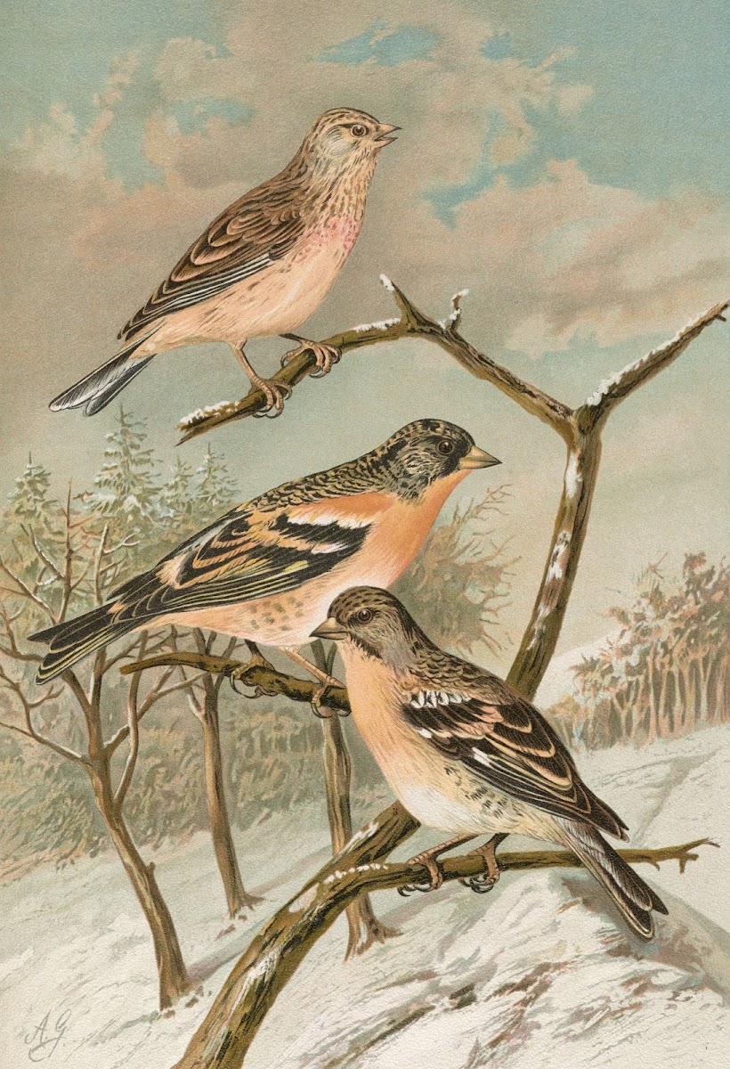 Acanthis cannabina Fringilla montifringilla