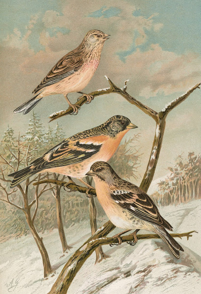 Acanthis cannabina Fringilla montifringilla