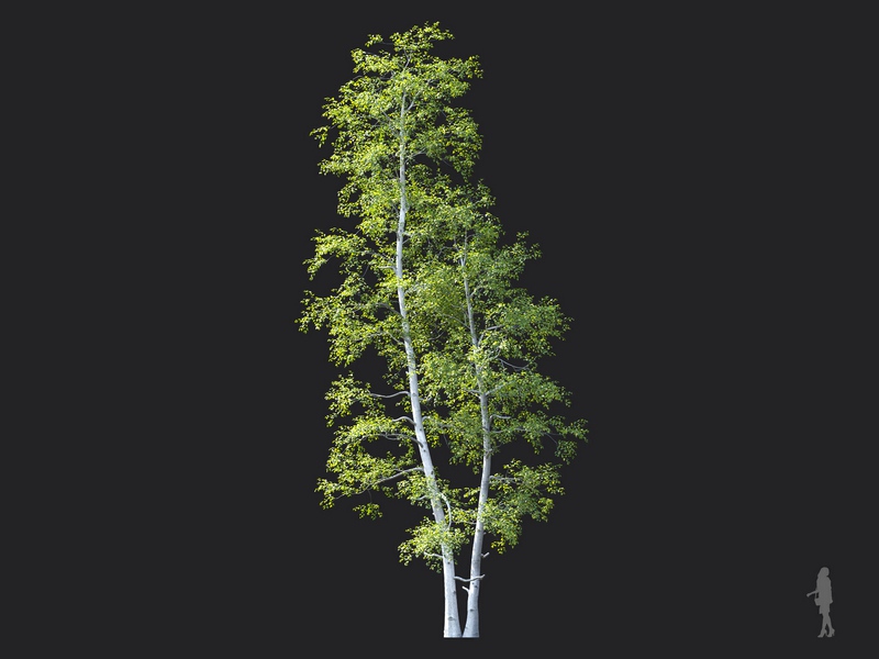 Maxtree - Plant Models Vol.124