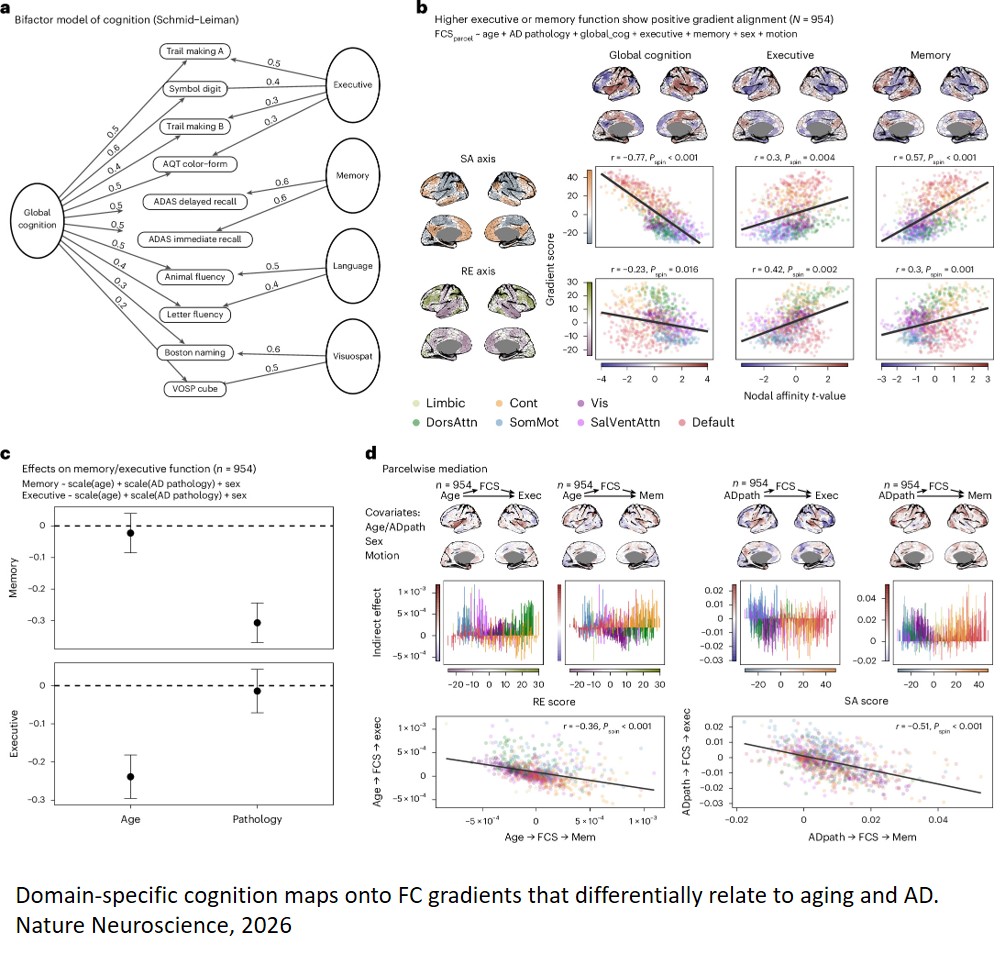 Different functional connectivity gradients reflect aging and Alzheimer’s disease