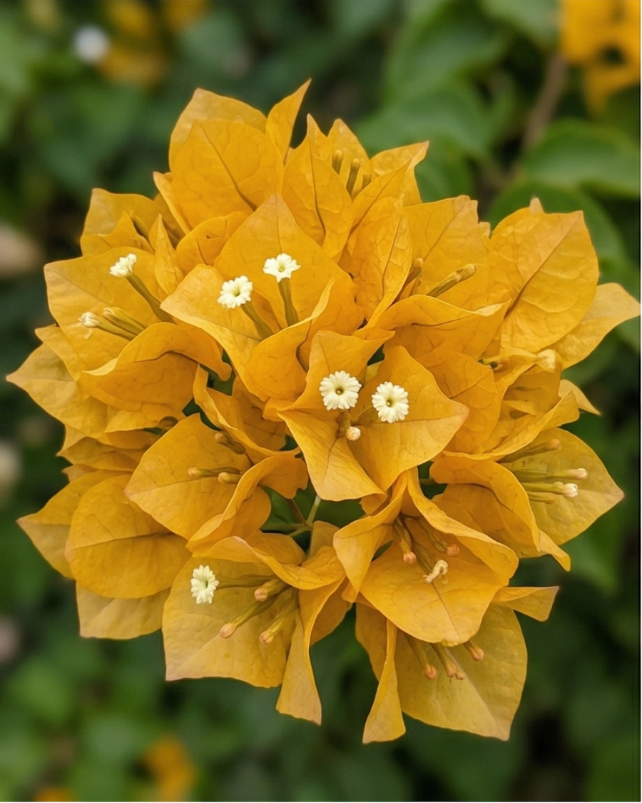 Imported Butterfly Yellow Bougainvillea Plant — view 3