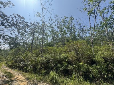 2 Lot Tanah Pertanian Hulu Selangor (Lot 943 & 944, Mukim Sungai Gumut) — foto 3/10