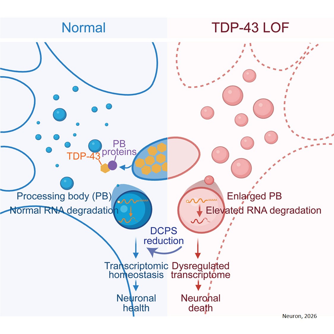 DCPS modulates TDP-43-linked neurodegeneration through P-body-mediated RNA decay