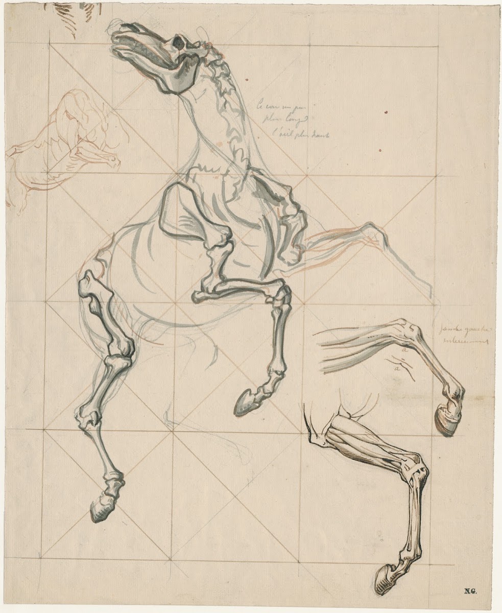 Anatomische studies ve steigerend paard met tekst