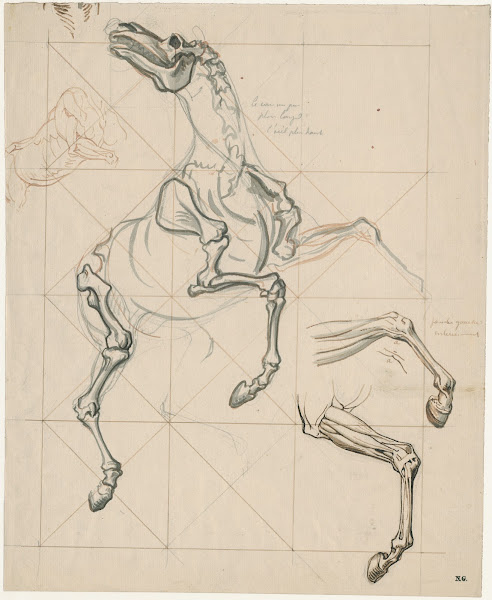 Anatomische studies ve steigerend paard met tekst