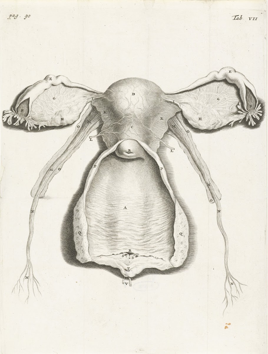 Anatomical illustration of the inside of the uterus fallopian tube and ovaries 1