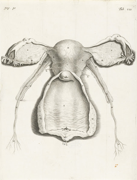 Anatomical illustration of the inside of the uterus fallopian tube and ovaries 1