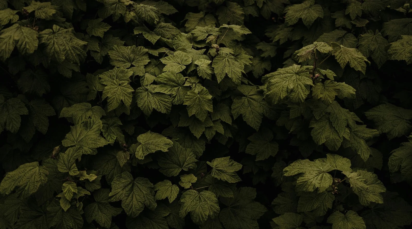 Dense Dark Green Leaves Pattern - Nature Photography 5K Wallpaper (6000x3333)
