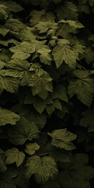 Dense Dark Green Leaves Pattern 5K Wallpaper Background