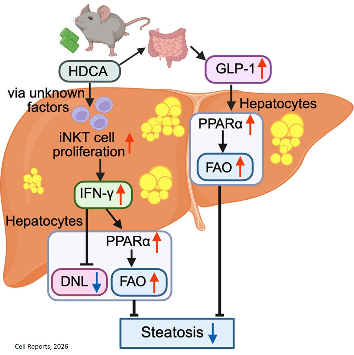 Hyodeoxycholic acid suppresses hepatic steatosis in a PPARα-dependent manner via distinct GLP-1- and iNKT cell-mediated pathways