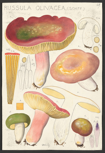 Russula olivacea Schff 1915 1945