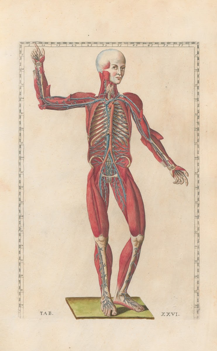 Bartholomaei Eustachii anatomici summi Romanae archetypae tabulae anatomicae nov